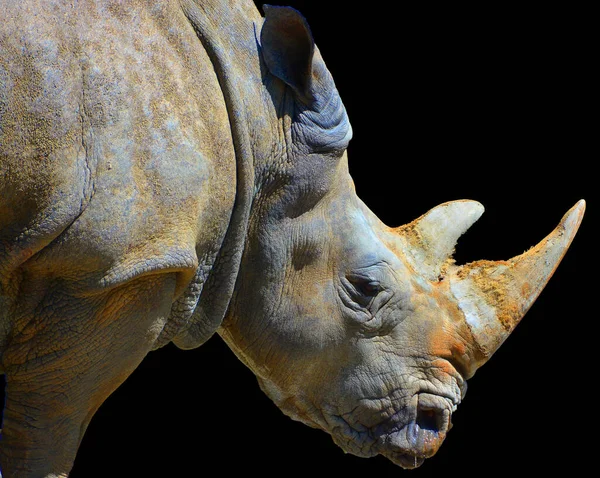 White Rhinoceros Square Lipped Rhinoceros Largest Extant Species Rhinoceros Has — Stock Photo, Image