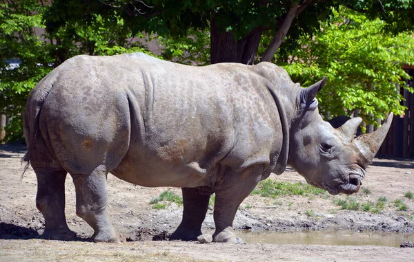 Белый Носорог Квадратные Губы Носорога Является Крупнейшим Сохранившимся Видом Носорогов — стоковое фото