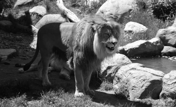 Male lion: Highly distinctive, the male lion is easily recognized by its mane, and its face is one of the most widely recognized animal symbols in human culture.