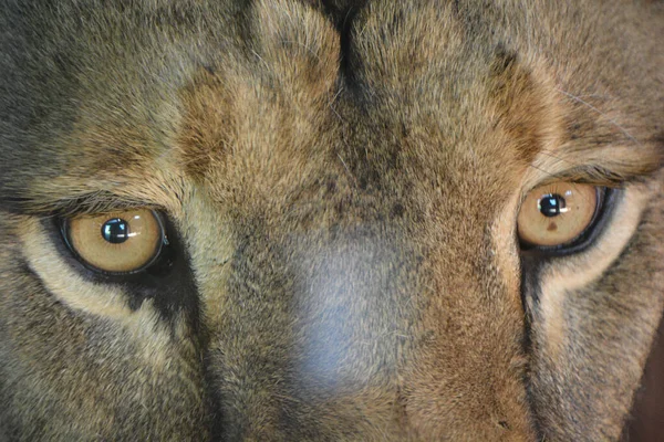 Lion Eye Sign Illustration Pop Art Background Icon Color Spots — Zdjęcie stockowe