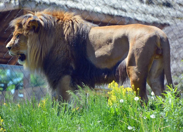 León Macho Altamente Distintivo León Macho Fácilmente Reconocido Por Melena — Foto de Stock