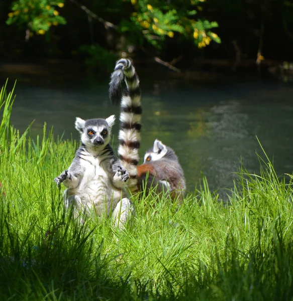 Кольцехвостый Лемур Lemur Catta Является Большим Приматом Стрепсирина Самым Признанным — стоковое фото