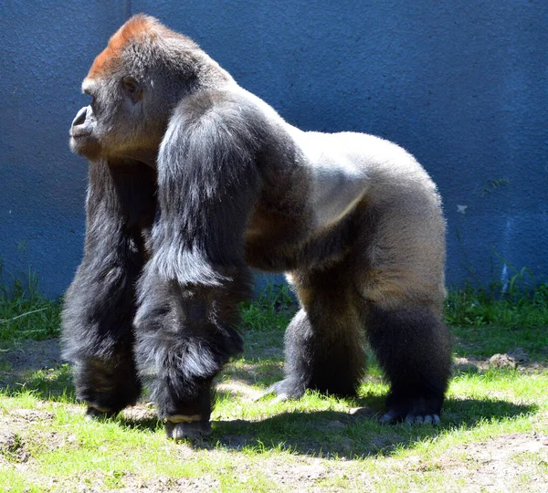 Gorilla Sono Abitazioni Terra Prevalentemente Scimmie Erbivore Che Abitano Foreste — Foto Stock