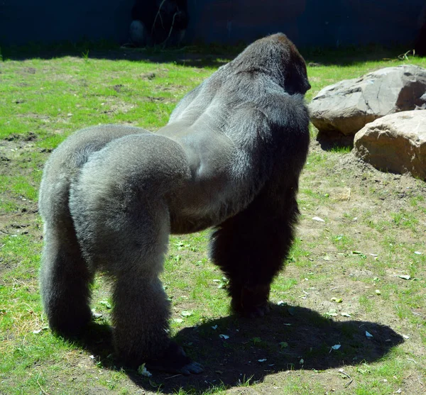 Gorilla Sono Abitazioni Terra Prevalentemente Scimmie Erbivore Che Abitano Foreste — Foto Stock