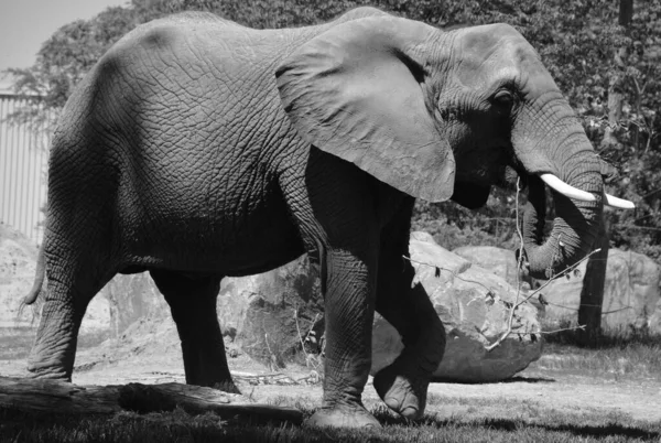 Les Éléphants Afrique Sont Des Éléphants Genre Loxodonta Genre Comprend — Photo