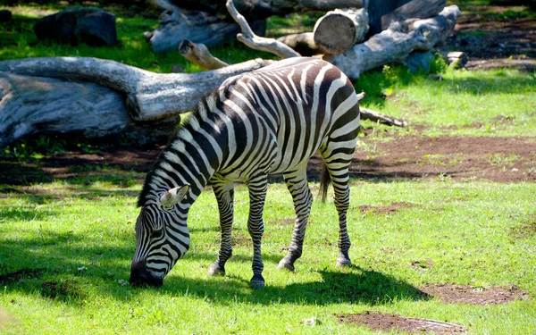 Burchell Zebra Een Zuidelijke Ondersoort Van Zebra Het Vernoemd Naar — Stockfoto