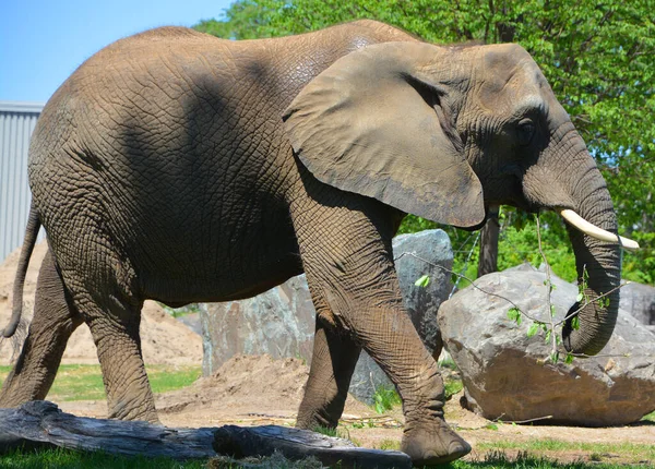 Gajah Afrika Adalah Gajah Dari Genus Loxodonta Genus Ini Terdiri — Stok Foto