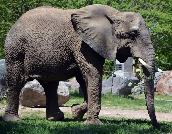 Słonie Afrykańskie Słonie Rodzaju Loxodonta Rodzaj Składa Się Dwóch Istniejących — Zdjęcie stockowe