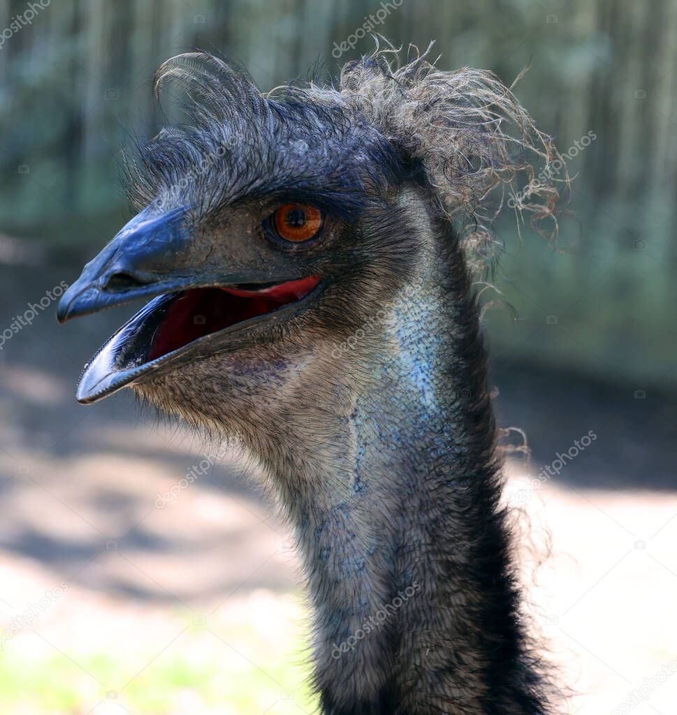 The emu is the largest bird native to Australia and the only extant member of the genus Dromaius. It is the second-largest extant bird in the world by height, after its ratite relative, the ostrich