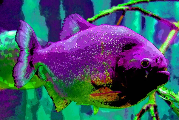 Piranha Fish Color Aquatic Animal Background Sign Illustration Pop Art — Stok fotoğraf