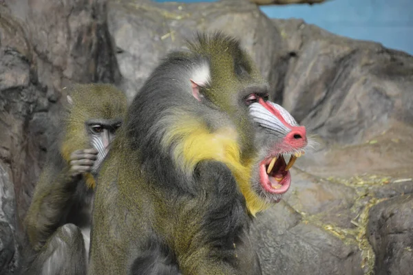 Mandrill Mandrillus Sphinx Primate Old World Monkey Cercopithecidae Family — 스톡 사진