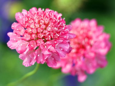 Knautia arvensis, kedigiller (Caprifoliaceae) familyasından çiçekli bir bitki türü..