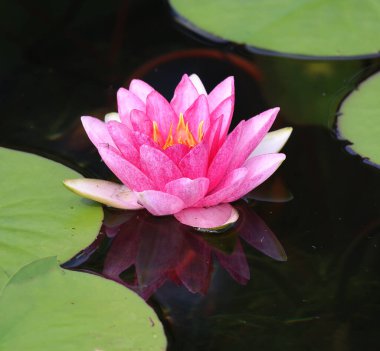 Nilüfer çiçeği. Nymphaeaceae çiçekli bir bitki ailesidir. Bu ailenin fertlerine genelde nilüferler denir.