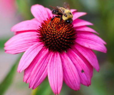 Rudbeckia türündeki arılar genellikle koni çiçekleri ve siyah gözlü susanlar olarak adlandırılır; hepsi Kuzey Amerika 'ya özgüdür ve birçok tür gösterişli sarı veya altın çiçekli başları için bahçelerde yetiştirilir.