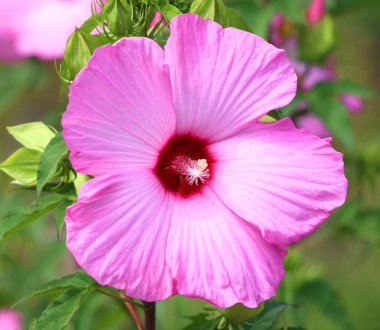 Hibiscus, Malvaceae familyasından bir bitki cinsidir. Oldukça büyüktür ve ılıman, subtropikal ve tropikal bölgelere özgü birkaç yüz tür içerir..