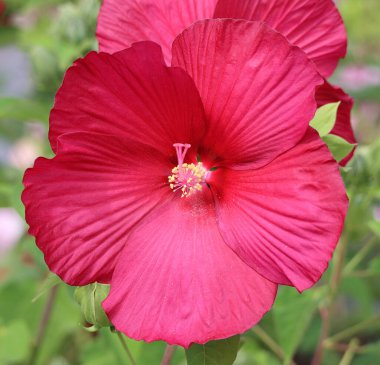 Hibiscus, Malvaceae familyasından bir bitki cinsidir. Oldukça büyüktür ve ılıman, subtropikal ve tropikal bölgelere özgü birkaç yüz tür içerir..