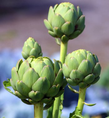 Cardoon (Cynara cardunculus), ayçiçeği familyasından bir devedikeni. Doğal yollardan oluşan ve aynı zamanda birçok ekili biçime sahip bir türdür. 