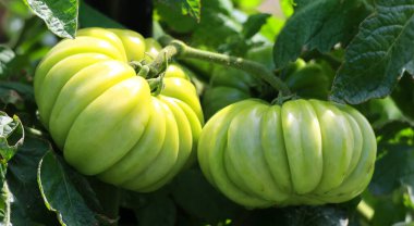 Aile yadigarı domates (ayrıca İngiltere 'de miras domatesi olarak da bilinir), domatesin açık tozlu, hibrid olmayan bir aile yadigarıdır..