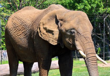 Afrika fili Loxodonta cinsinin filleridir. Cins iki mevcut türe sahiptir: Afrika çalı fili, L. africana ve daha küçük Afrika orman fili.