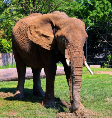 Afrika fili Loxodonta cinsinin filleridir. Cins iki mevcut türe sahiptir: Afrika çalı fili, L. africana ve daha küçük Afrika orman fili.