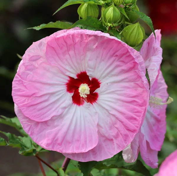 Hibiscus Genere Piante Fiore Della Famiglia Delle Malvaceae Abbastanza Grande — Foto Stock