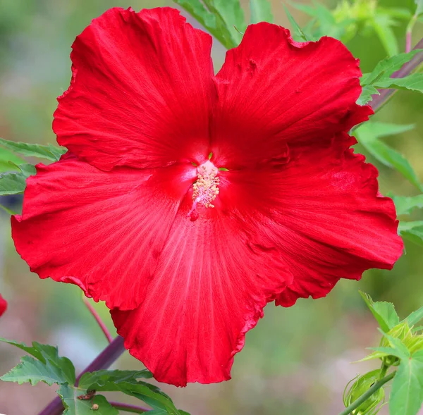 Hibiskus Ist Eine Pflanzengattung Aus Der Familie Der Malvengewächse Malvaceae — Stockfoto