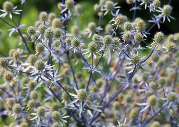 Eryngium Planum Голубая Эринго Плоская Морская Падуба Является Видом Цветущего — стоковое фото