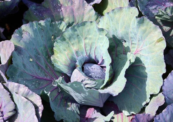 The red cabbage (purple-leaved varieties of Brassica oleracea Capitata Group) is a kind of cabbage, also known as purple cabbage, red kraut, or blue kraut after preparation.