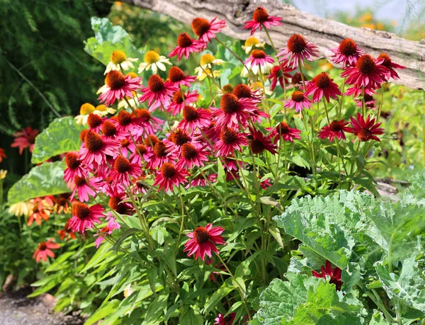 Rudbeckia Les Espèces Sont Communément Appelées Éperviers Susans Aux Yeux — Photo