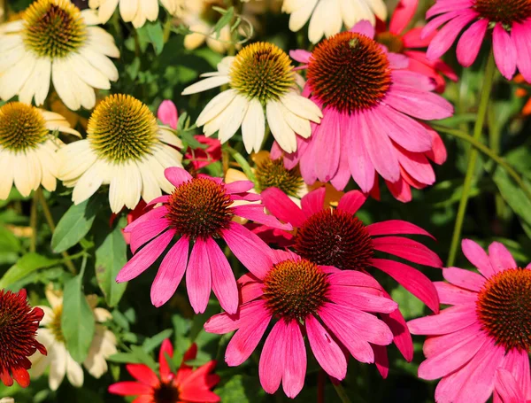 Rudbeckia Soorten Worden Gewoonlijk Coneflowers Black Eyed Susans Genoemd Allen — Stockfoto