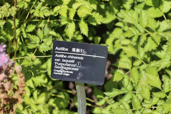 アスチルベ チンエンシス Astibe Chinensis 一般的に偽ヤギのひげ 背の高い偽バックのひげ または中国のアスチルベとして知られる サキシフラゲ科の植物です 日陰の庭でよく栽培されます — ストック写真