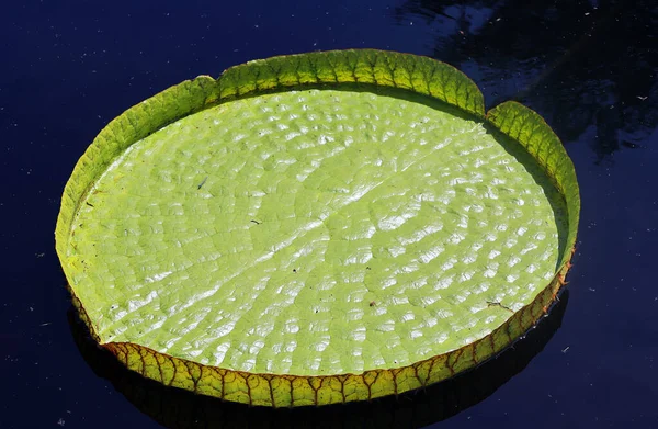 Victoria Amazonica Een Plant Uit Familie Waterlelies Nymphaeaceae Het Nationale — Stockfoto