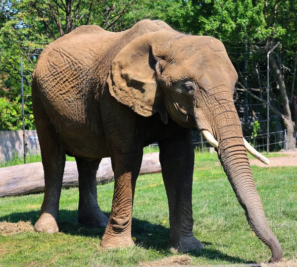 Los Elefantes Africanos Son Elefantes Del Género Loxodonta Género Compone — Foto de Stock