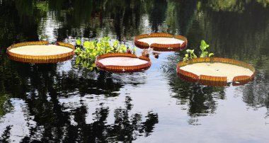 Victoria amazonica, nilüfergiller (Nymphaeaceae) familyasından bir bitki türü. Guyana 'nın ulusal çiçeği..