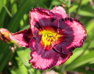 Amaryllis, Amaryllidinae kabilesindeki tek cinstir. Çiçek açan ampullerin iki türü olan küçük bir cinsidir..