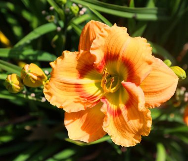 Amaryllis, Amaryllidinae kabilesindeki tek cinstir. Çiçek açan ampullerin iki türü olan küçük bir cinsidir..