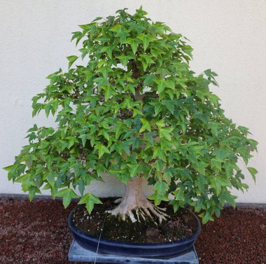 Bonsai. Bitki yetiştirme tekniklerini kullanarak ağaçların şeklini ve büyüklüğünü taklit eden küçük ağaçlar üreten bir Asya sanatı türüdür.