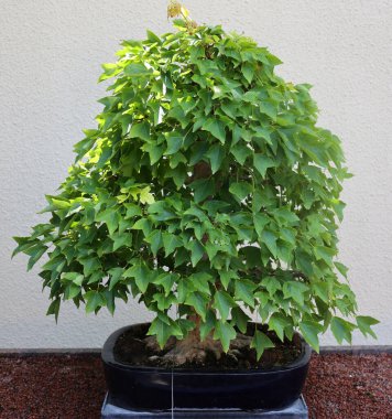 Bonsai. Bitki yetiştirme tekniklerini kullanarak ağaçların şeklini ve büyüklüğünü taklit eden küçük ağaçlar üreten bir Asya sanatı türüdür. 