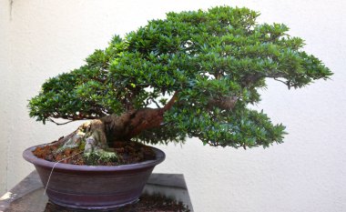 Bonsai. Bitki yetiştirme tekniklerini kullanarak ağaçların şeklini ve büyüklüğünü taklit eden küçük ağaçlar üreten bir Asya sanatı türüdür.