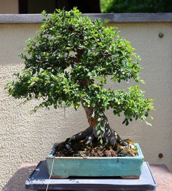 Bonsai. Bitki yetiştirme tekniklerini kullanarak ağaçların şeklini ve büyüklüğünü taklit eden küçük ağaçlar üreten bir Asya sanatı türüdür.