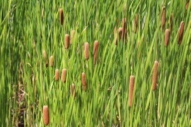 Cattails are upright perennial plants that emerge from creeping rhizomes. The long tapering leaves have smooth margins and are somewhat spongy clipart