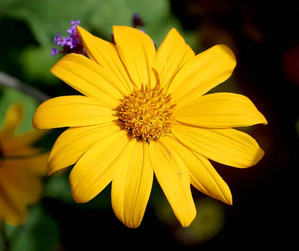 Είδη Rudbeckia Ονομάζονται Κοινώς Coneflowers Και Black Eyed Susans Όλα — Φωτογραφία Αρχείου