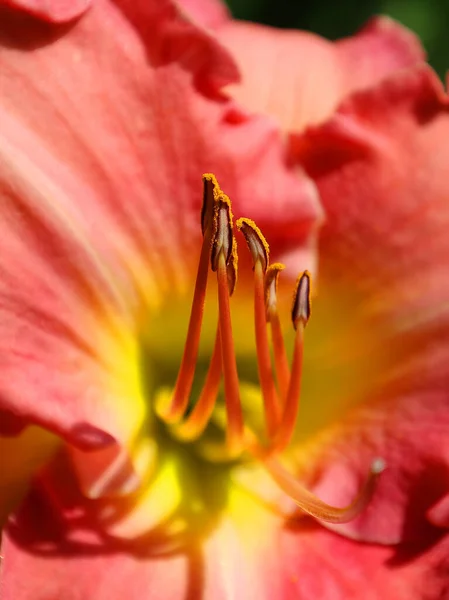 Amaryllis Único Gênero Subtribo Amaryllidinae Tribo Amaryllideae Pequeno Gênero Bulbos — Fotografia de Stock