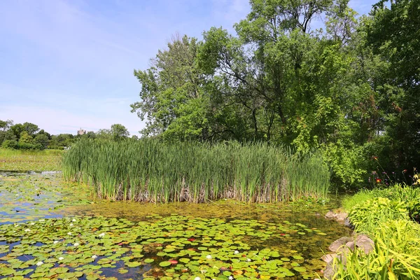 Seerosenfeld Nymphaeaceae Ist Eine Familie Blühender Pflanzen Mitglieder Dieser Familie — Stockfoto