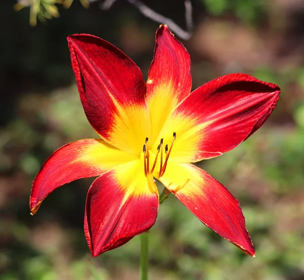 Amaryllis Det Enda Släktet Substammen Amaryllidinae Stam Amaryllideae Det Ett — Stockfoto