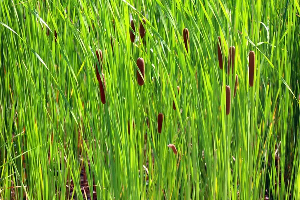 Los Cascabeles Son Plantas Perennes Verticales Que Emergen Rizomas Rastreros —  Fotos de Stock