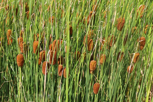 Cattails Upright Perennial Plants Emerge Creeping Rhizomes Long Tapering Leaves — Stock Photo, Image