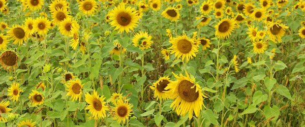 해바라기는 아메리카에 자생하는 식물입니다 꽃가루받이를 가지고 있으며 이름은 태양을 묘사하는 — 스톡 사진