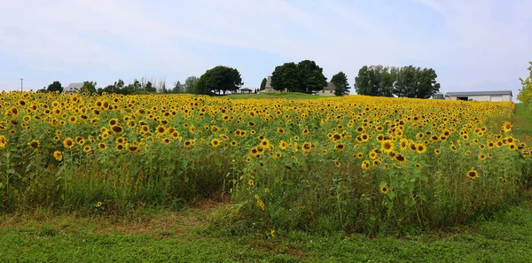 The sunflowers is an annual plant native to the Americas. It possesses a large inflorescence, and its name is derived from the flower\'s shape and image, which is often used to depict the sun.