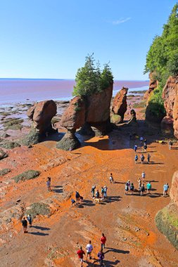 FUNDY NEW BRUNSICK Kanada BAY 08: 15 2022: Park ziyaretçileri alçak gelgitte okyanus tabanını keşfediyorlar. Hopewell Kayalık Parkı Kanada 'da, Kuzey Atlantik Okyanusu' ndaki Fundy Körfezi kıyısında yer alıyor.